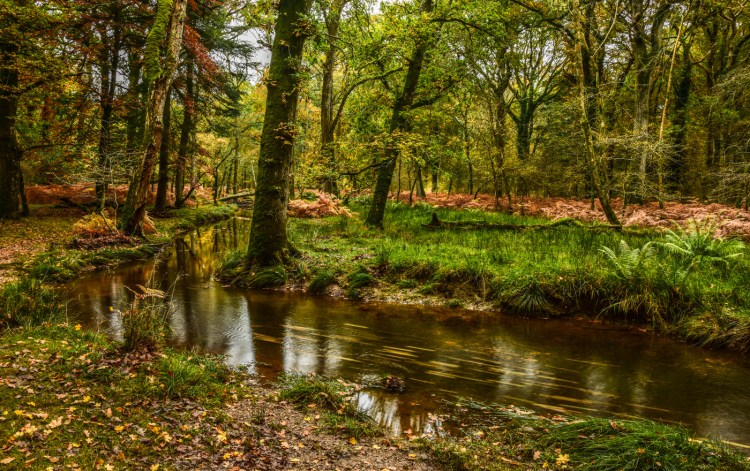 New Forrest 1b (1 of 1)