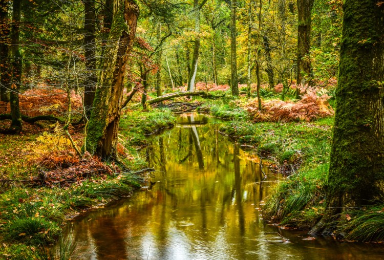 New Forrest 2b (1 of 1)