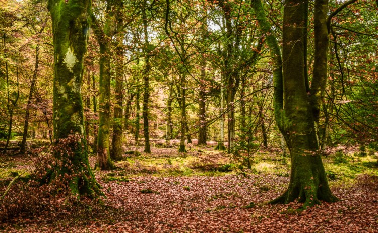 New Forrest 3b (1 of 1)